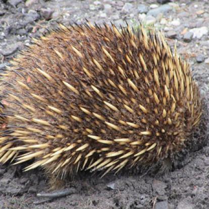 Voyage en Australie de la Famille d'Edouard