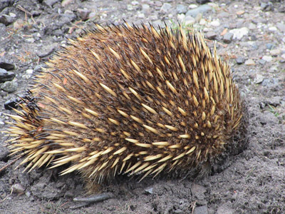 Voyage en Australie de la Famille d'Edouard