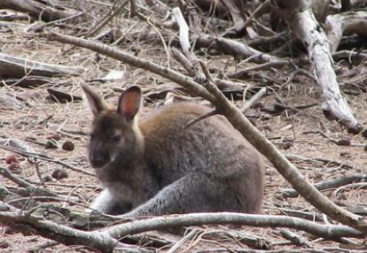 Voyage en Australie de la Famille d'Edouard