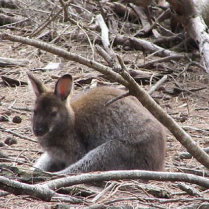Voyage en Australie de la Famille d'Edouard