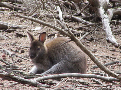 Voyage en Australie de la Famille d'Edouard