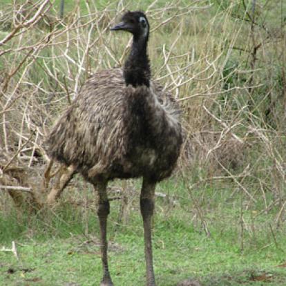 Voyage en Australie de la Famille d'Edouard