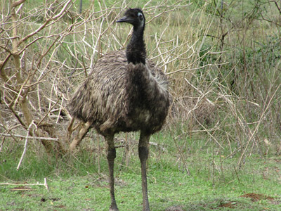 Voyage en Australie de la Famille d'Edouard