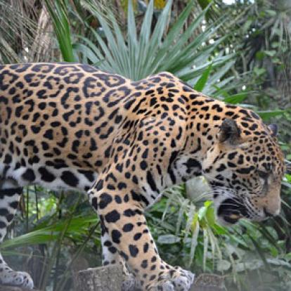 Voyage au Belize de Thomas