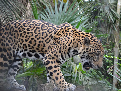 Voyage au Belize de Thomas