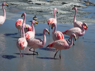 Voyage en Bolivie de Yannick