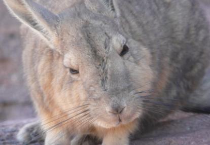 Voyage en Bolivie de Yannick