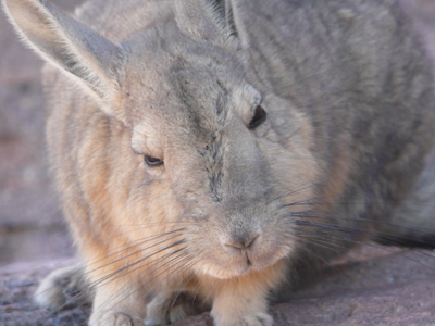 Voyage en Bolivie de Yannick