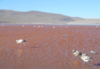 ©Theofano F. - Tous Droits réservés Voyage en Bolivie de Theofano