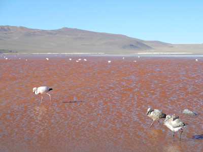 Voyage en Bolivie de Theofano