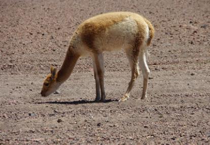 Voyage en Bolivie de Monique et Bernard