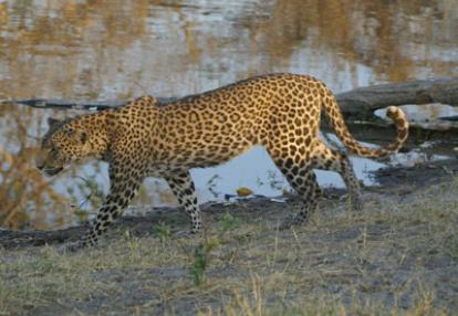 Voyage au Botswana de Frances N.