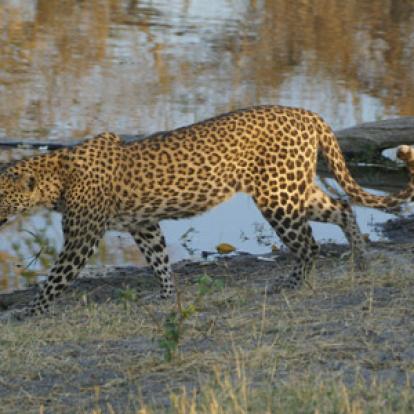 Voyage au Botswana de Frances N.