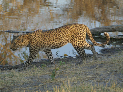 Voyage au Botswana de Frances N.