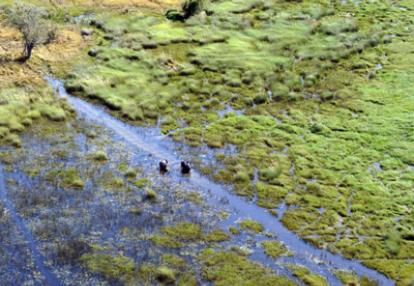 Voyage au Botswana de Frances N.