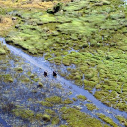Voyage au Botswana de Frances N.