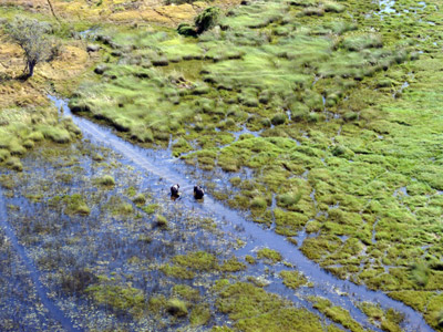 Voyage au Botswana de Frances N.
