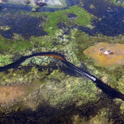 Voyage au Botswana de Frances N.