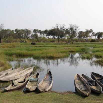 Voyage au Botswana de Frances N.