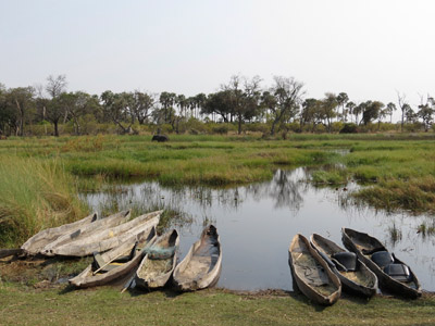 Voyage au Botswana de Frances N.