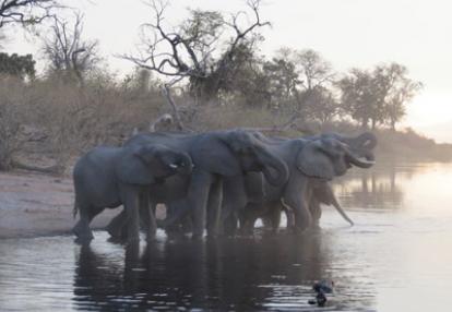 Voyage au Botswana de Frances N.