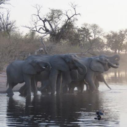 Voyage au Botswana de Frances N.