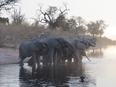 Voyage au Botswana de Frances N.