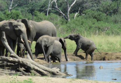 Voyage au Botswana de Jennifer et Pascal G.