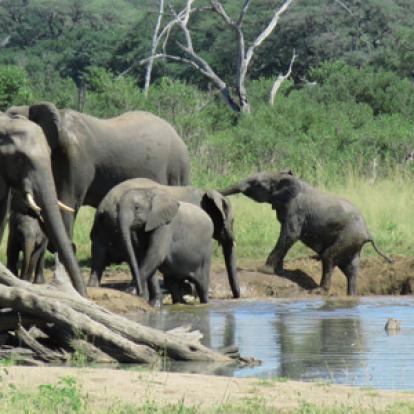 ©Jennifer Et Pascal G. - Tous Droits Réservés Voyage au Botswana de Jennifer et Pascal G.