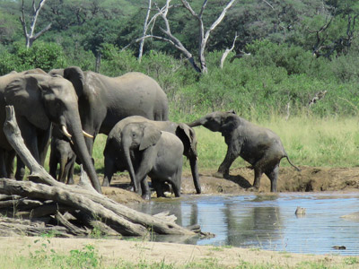 ©Jennifer et Pascal G. - Tous Droits réservés Voyage au Botswana de Jennifer et Pascal G.