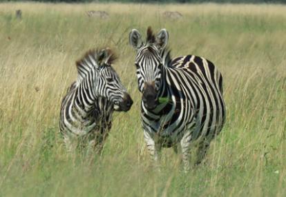 Voyage au Botswana de Jennifer et Pascal G.