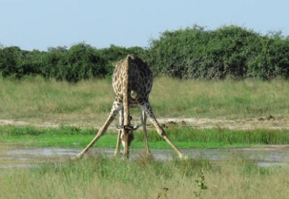 ©Jennifer et Pascal G. - Tous Droits réservés Voyage au Botswana de Jennifer et Pascal G.