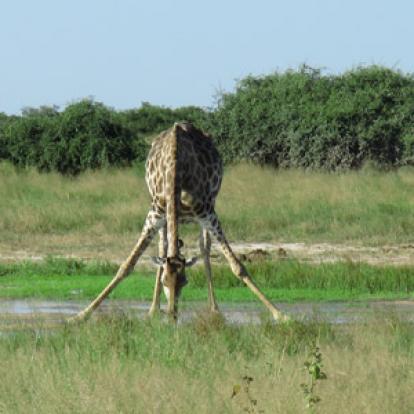 ©Jennifer Et Pascal G. - Tous Droits Réservés Voyage au Botswana de Jennifer et Pascal G.