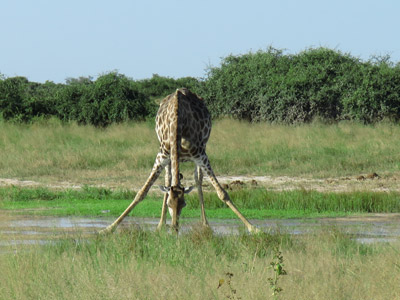 ©Jennifer et Pascal G. - Tous Droits réservés Voyage au Botswana de Jennifer et Pascal G.