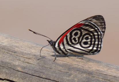Voyage au Brésil de Lucille et Noël