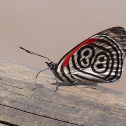 Voyage au Brésil de Lucille et Noël