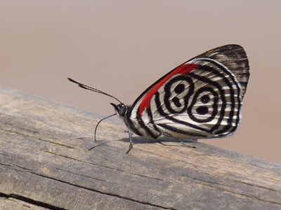 Voyage au Brésil de Lucille et Noël