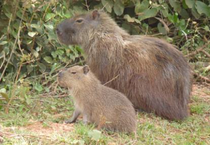 Voyage au Brésil de Lucille et Noël