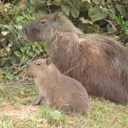Voyage au Brésil de Lucille et Noël