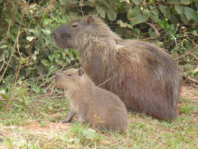 Voyage au Brésil de Lucille et Noël