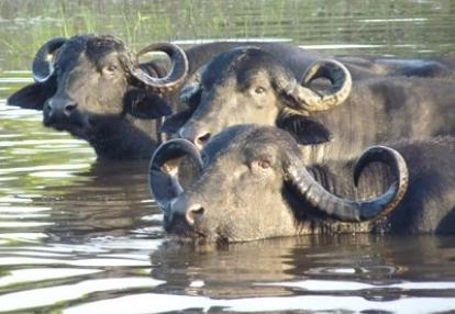 Voyage au Brésil de Lucille et Noël