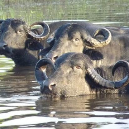Voyage au Brésil de Lucille et Noël