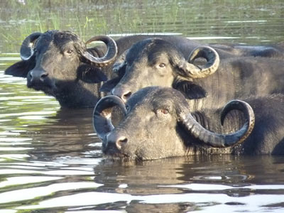 Voyage au Brésil de Lucille et Noël