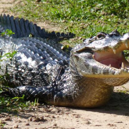 Voyage au Brésil de Lucille et Noël