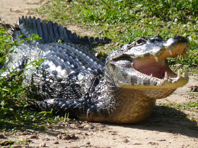 Voyage au Brésil de Lucille et Noël