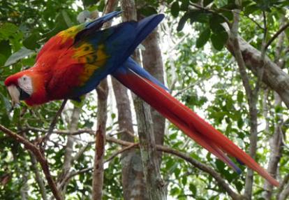 Voyage au Brésil de Lucille et Noël