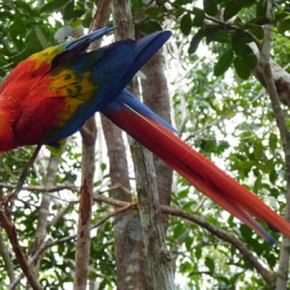 Voyage au Brésil de Lucille et Noël