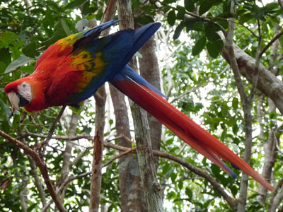Voyage au Brésil de Lucille et Noël