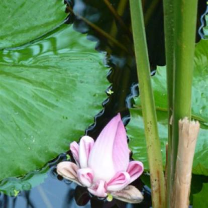 Voyage au Cambodge de Magali