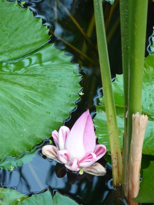 Voyage au Cambodge de Magali